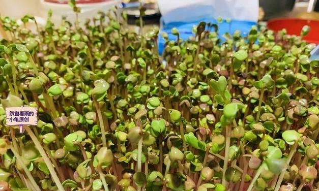 松柳芽苗菜的鲜美烹饪（健康营养风味独特）