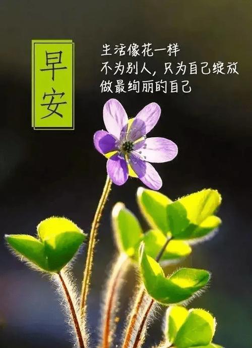 以幸福的像花儿一样的做法（让生活美好无比）