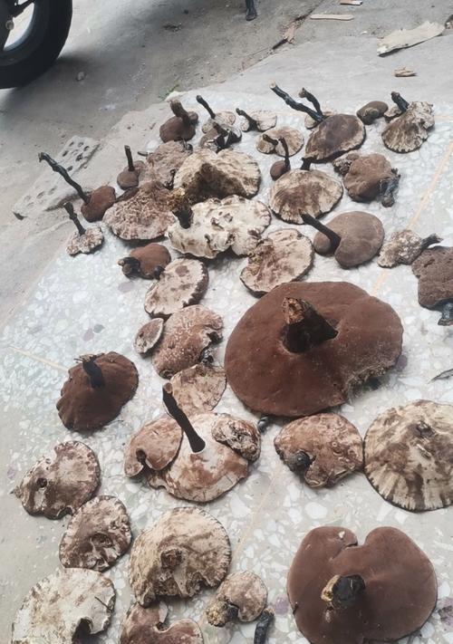 神奇紫灵芝炖鸡，让你活力满满（草药天然，营养丰富；炖出的鸡肉，入口鲜嫩可口）