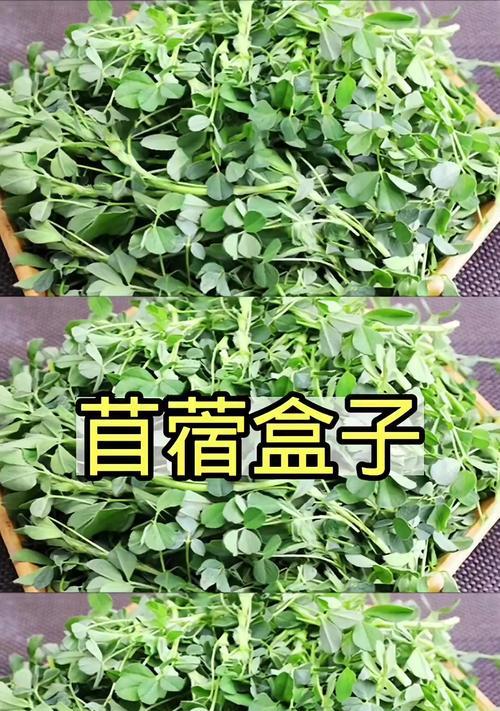 清炒苜蓿的做法（健康美味的清炒苜蓿，让你体验不一样的口感！）