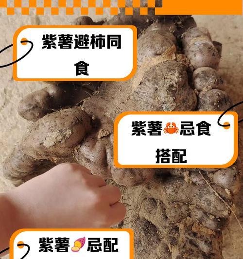 紫薯花生米糊的制作方法（健康美味，营养满分，快来尝试吧！）