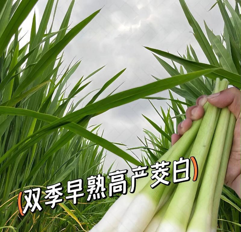 茭瓜的营养与美味，用糖醋作更加美味！（茭瓜的营养与美味，用糖醋作更加美味！）
